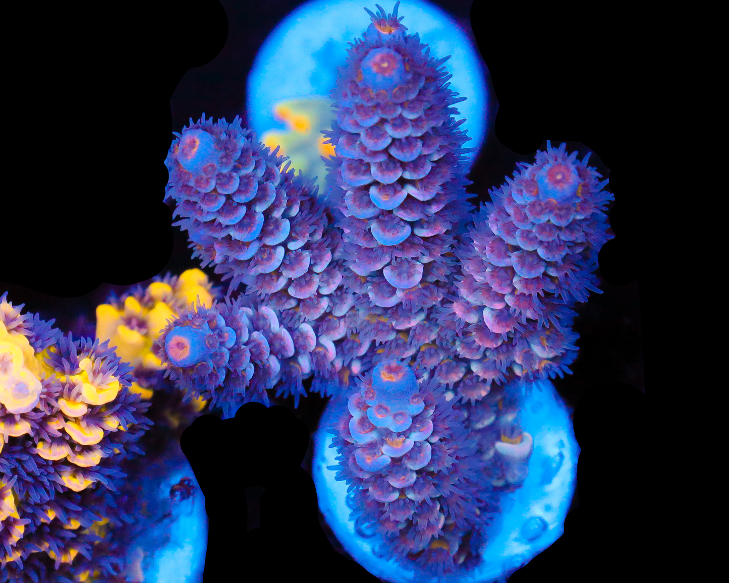 818'S STORMTROOPER TENUIS CHUNKY