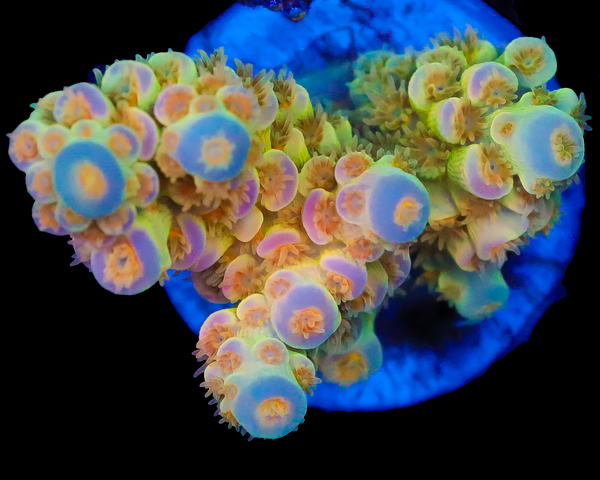 818'S ORANGE BLOSSOM TENUIS