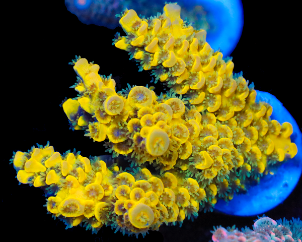 818'S PINEAPPLE SPLICE PRIZE XL CHUNK