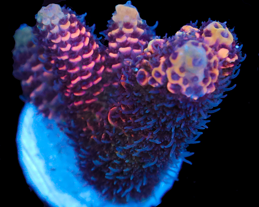 818'S SINISTER MILLIE