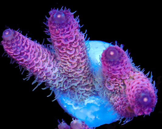 818'S GODS GIFT MILLIE