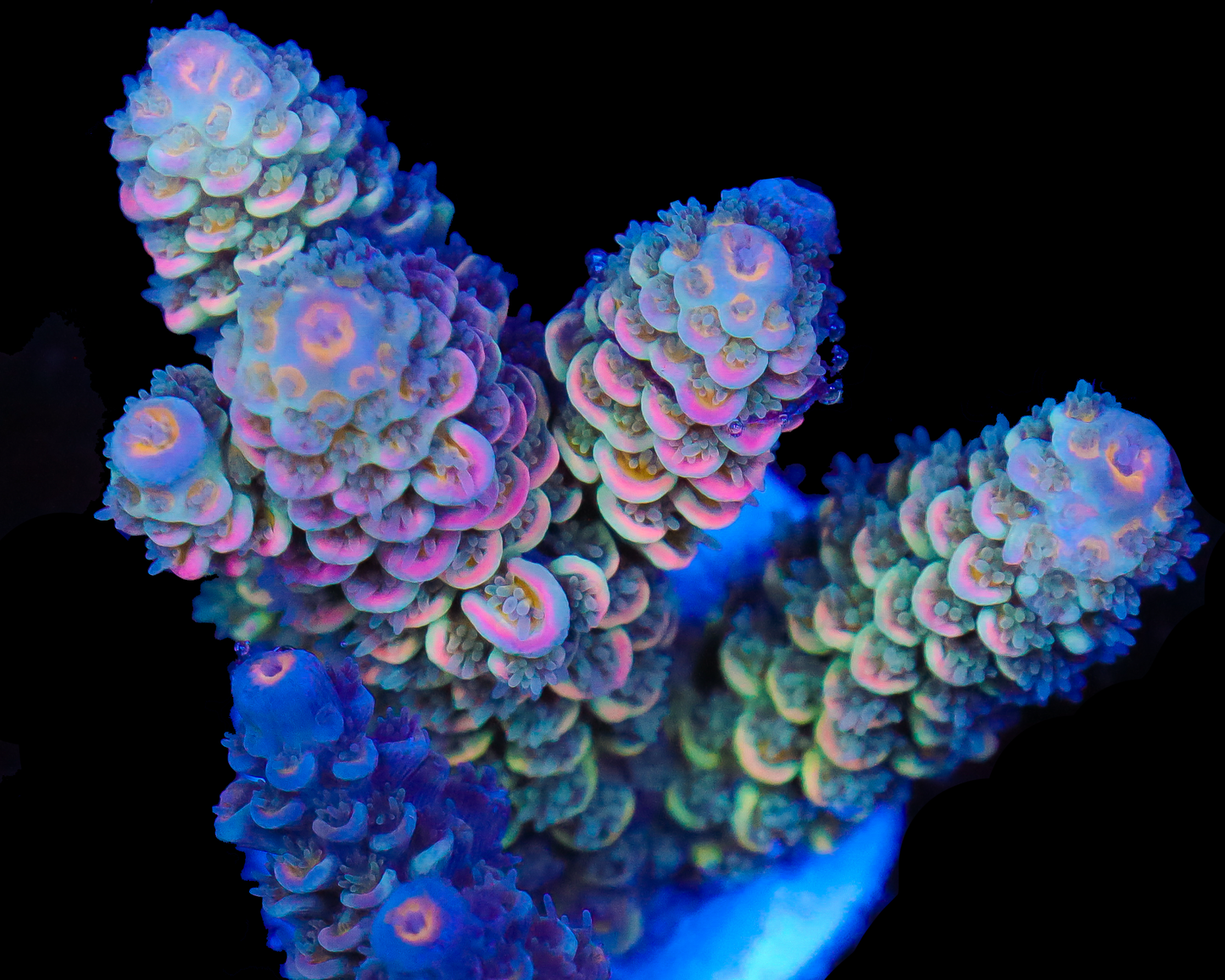 818'S CHERRY PIE TENUIS