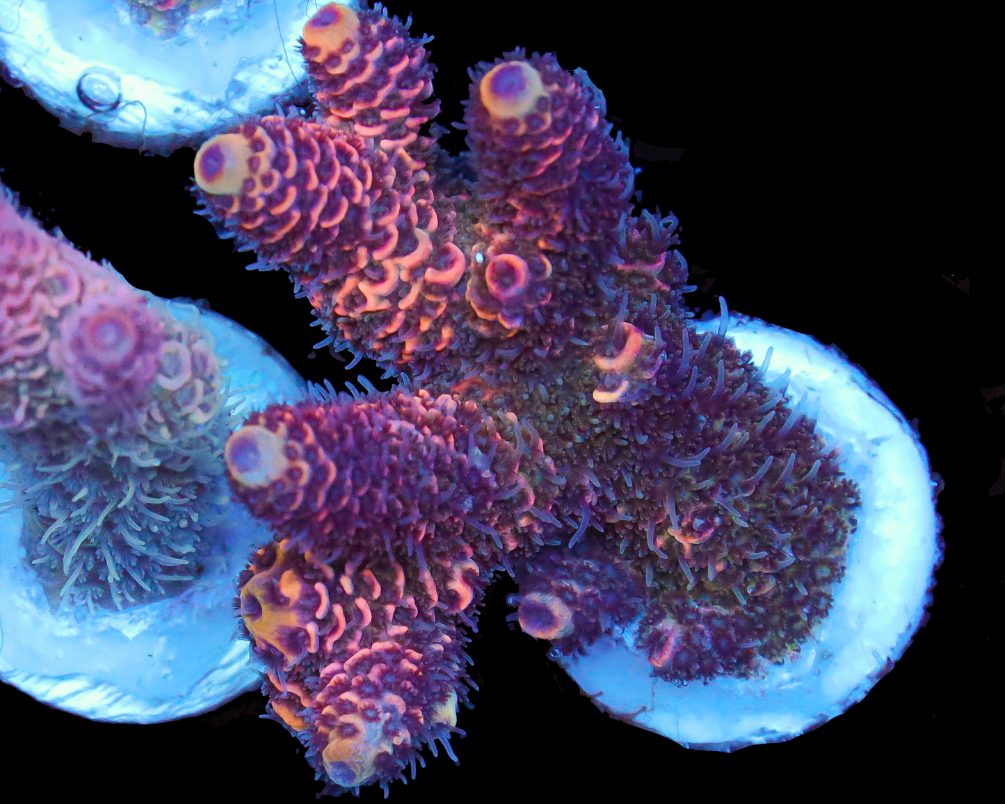 818'S EVIL DEAD MILLIE CHUNK