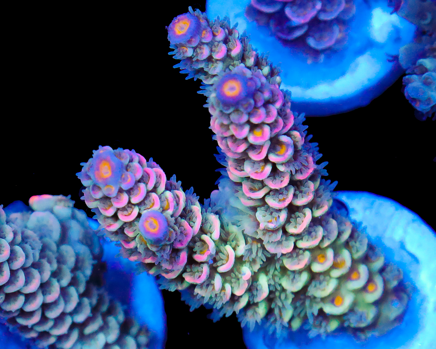 818'S GRAPE MIST TENUIS