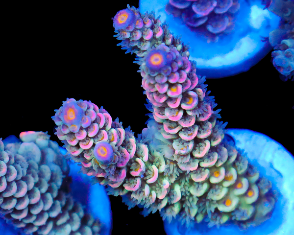 818'S GRAPE MIST TENUIS