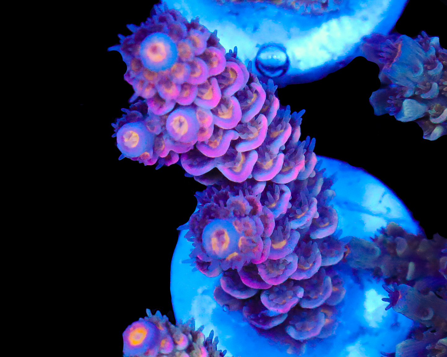 818'S GRAPE APE TENUIS