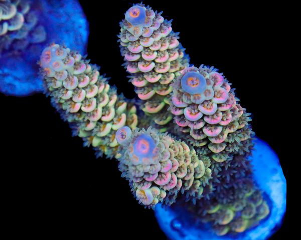 818'S WHITE NOISE TENUIS