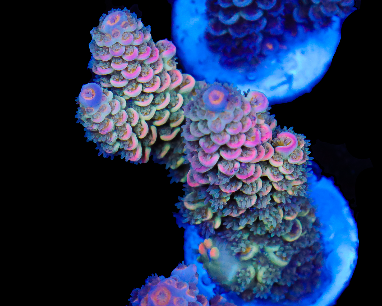 818'S CHERRY PIE TENUIS