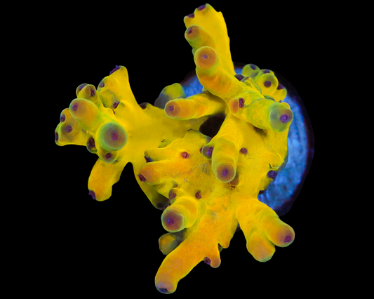 818'S PASSIONFRUIT LOKANI