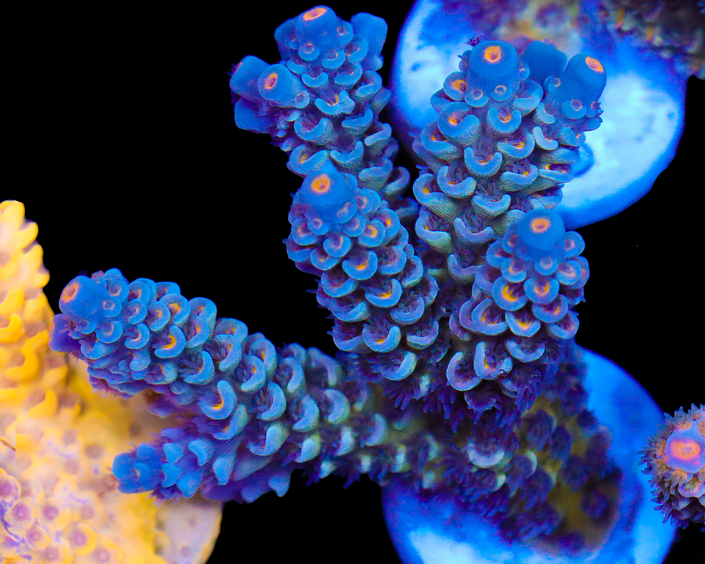 NEW RELEASE TENUIS CHUNK