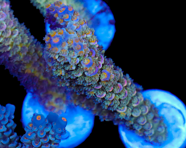 NEW RELEASE TENUIS CHUNKY