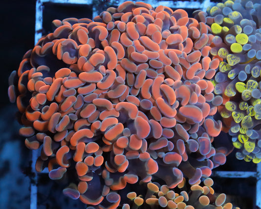 818'S RAINBOW BRANCHING HAMMER