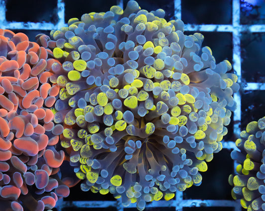 ULTRA BICOLOR BRANCHING HAMMER