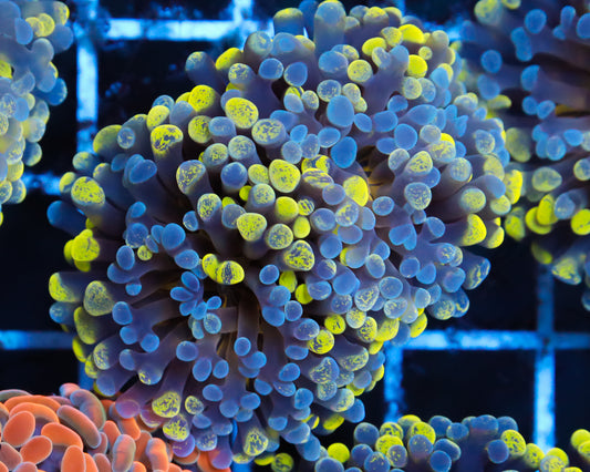 ULTRA BICOLOR BRANCHING HAMMER