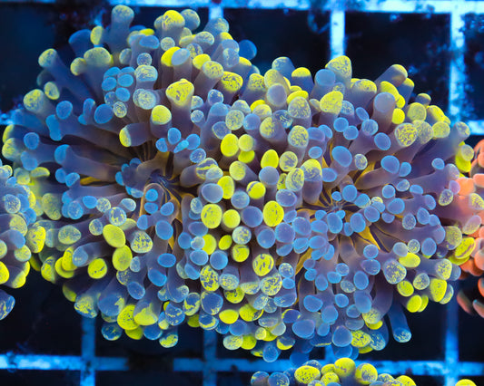 ULTRA MULTICOLOR BRANCHING HAMMER