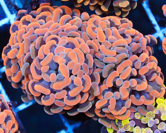 818'S RAINBOW BRANCHING HAMMER MULTIPLE HEADS