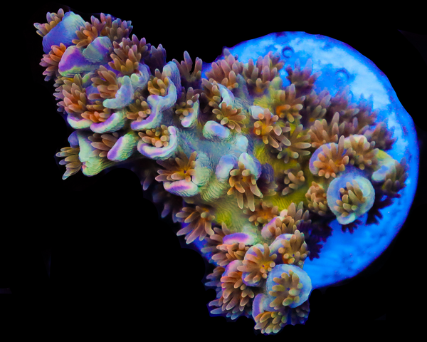 818'S SOURBERRY TENUIS MULTICOLOR POLYPS