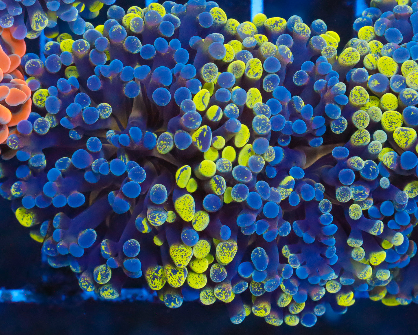 ULTRA MULTICOLOR BRANCHING HAMMER