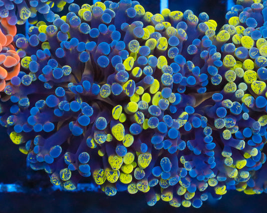 ULTRA MULTICOLOR BRANCHING HAMMER