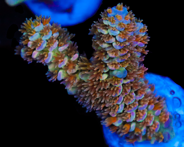 818'S SOURBERRY TENUIS MULTICOLOR POLYPS