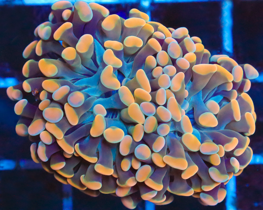 MULTICOLOR BRANCHING HAMMER