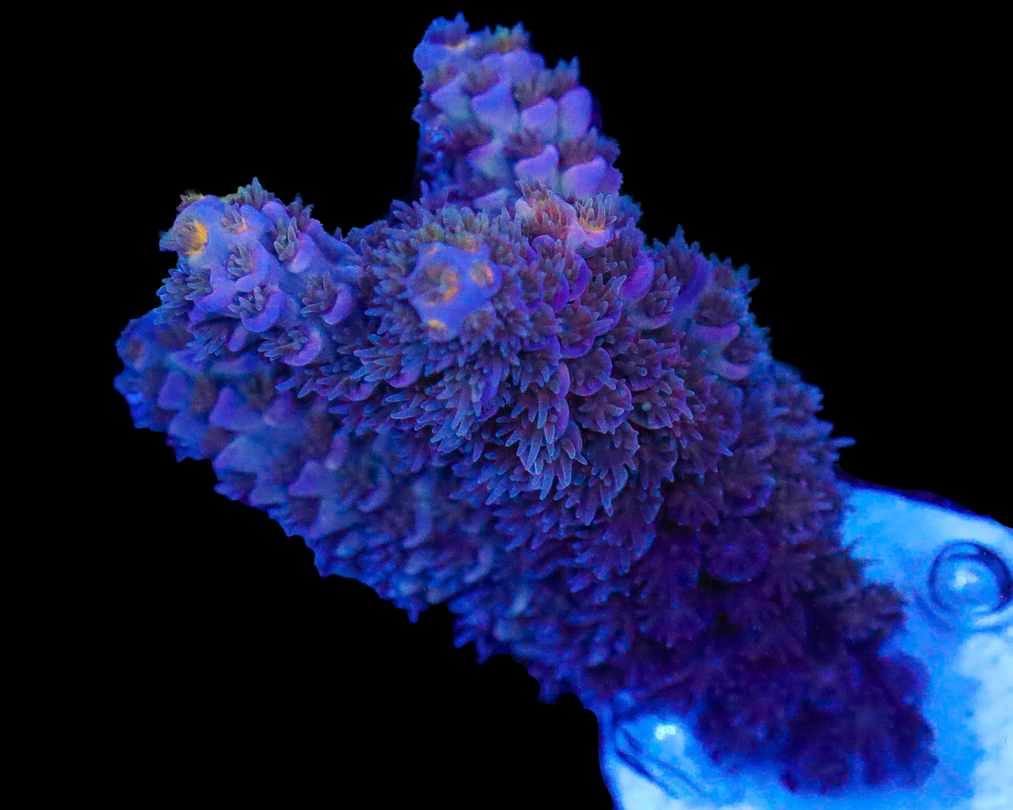 818'S PURPLE RAIN TENUIS