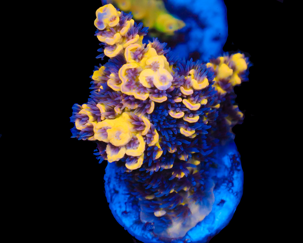 818'S WILLIES WONDER CHUNK GRAFTED