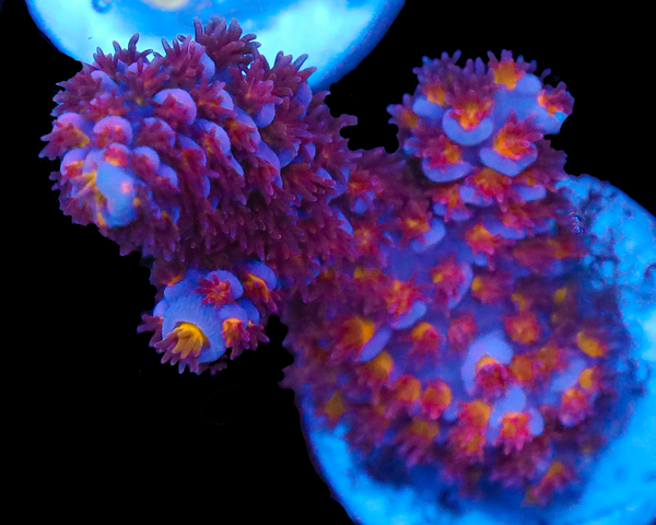 818'S BLACKWATER TENUIS VERY LIMITED