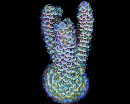 ULTRA MALAYSIAN TENUIS CHUNKY