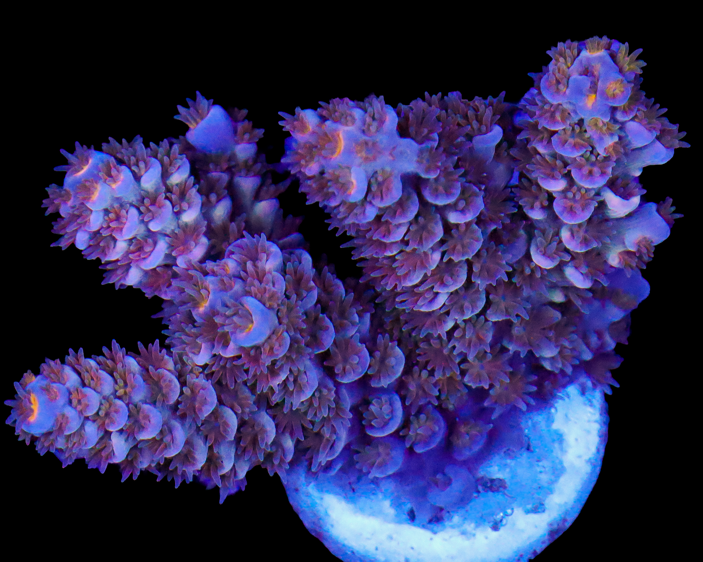 818'S PURPLE PANTHER TENUIS CHUNKY