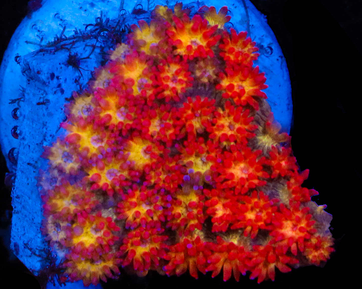 818'S FIRESTORM MICRO GONI