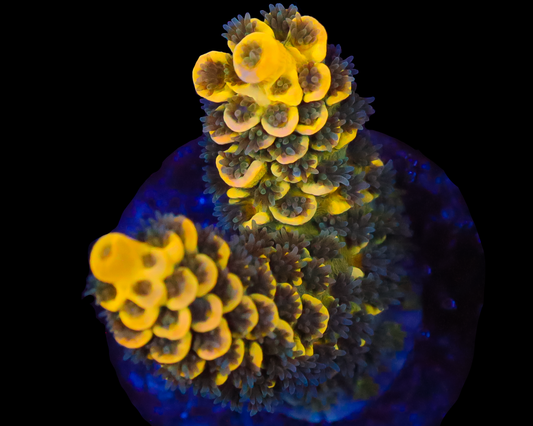 818'S BLUEBERRY SPLICE TENUIS