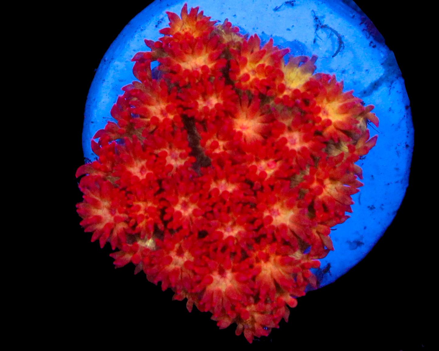 818'S FIRESTORM MICRO GONI