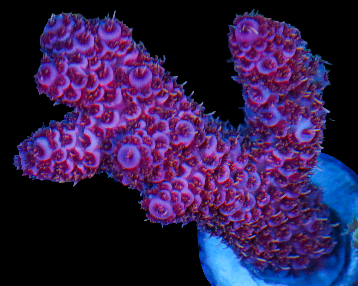 BLUEBERRY MILLIE CHUNK