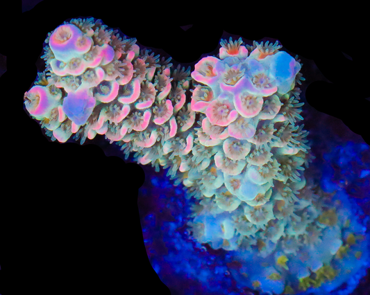 818'S BLOW POP MALAYSIAN TENUIS