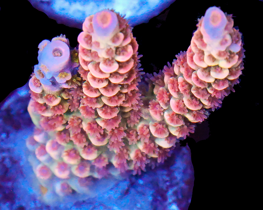 818'S CHERRY PUNCH TENUIS