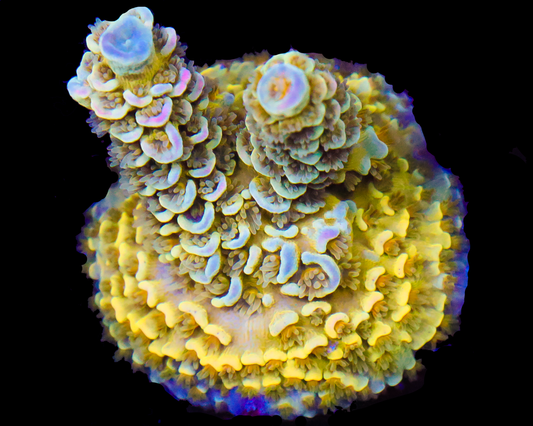 818'S BLUE SUEDE MILLIE