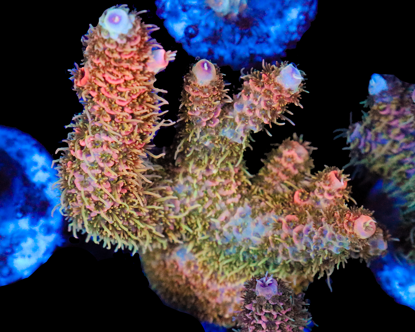 818'S PAPAYA MILLIE CHUNKY