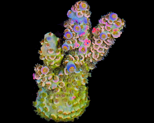 818'S SOUR BERRY TENUIS MINI COLONY