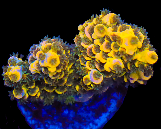 818'S BLUEBERRY SPLICE