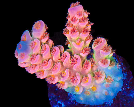 818'S FOUR LOKO TENUIS SMALLER