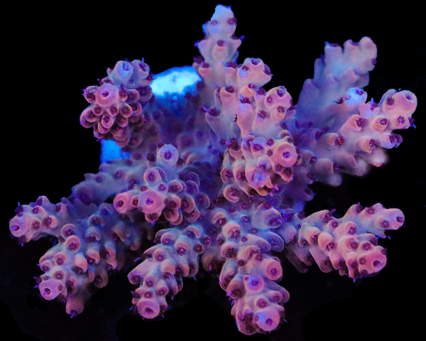 818'S PINK ORCHID CHUNKY