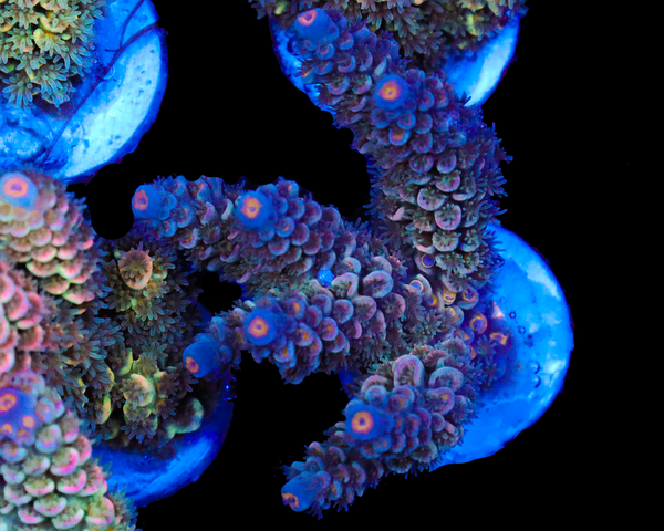 NEW RELEASE TENUIS CHUNK