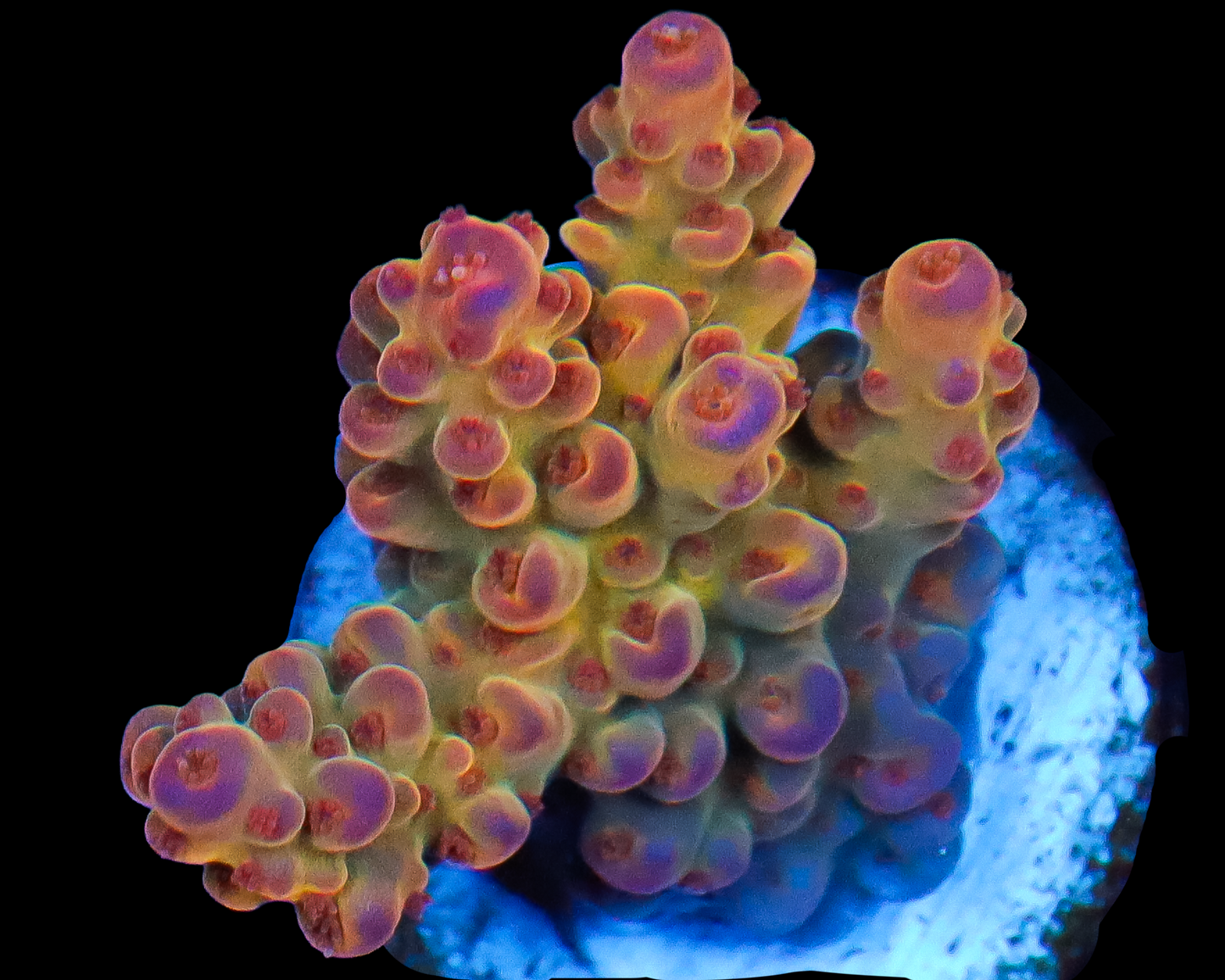 818'S JUICY FRUIT ACRO
