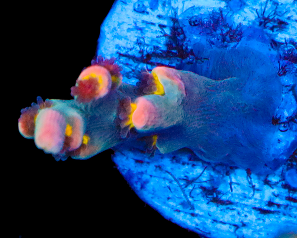 818'S HYPER CRUSH SPECIOSA SMALL