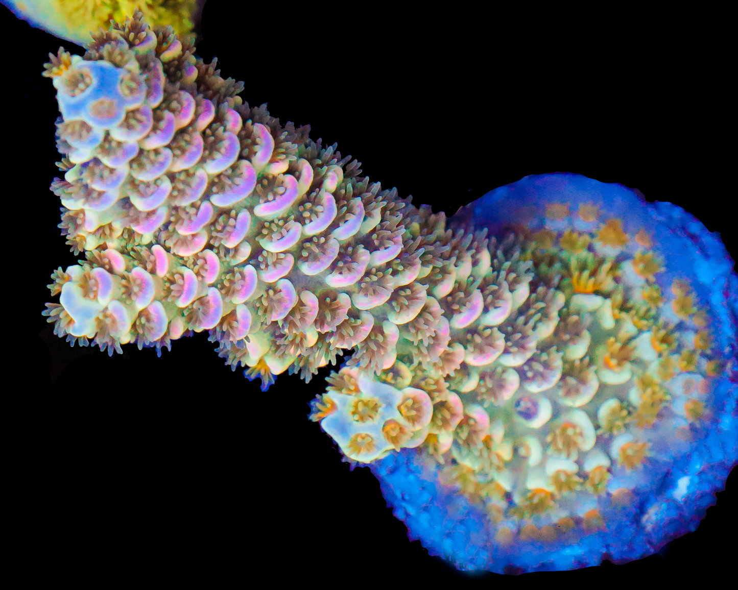 818'S STRAWBERRY HAZE TENUIS