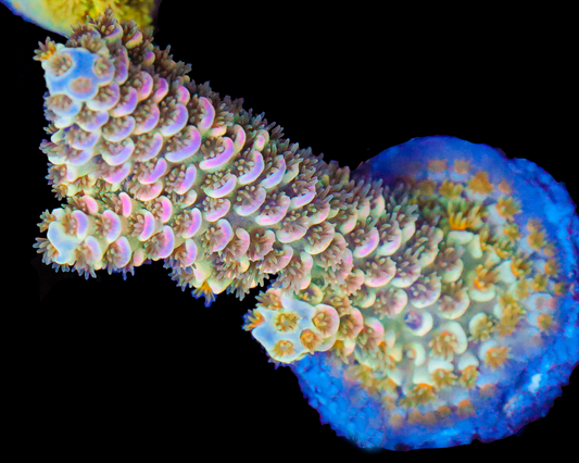 818'S STRAWBERRY HAZE TENUIS