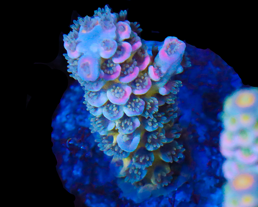 818'S SIN CITY TENUIS SMALL