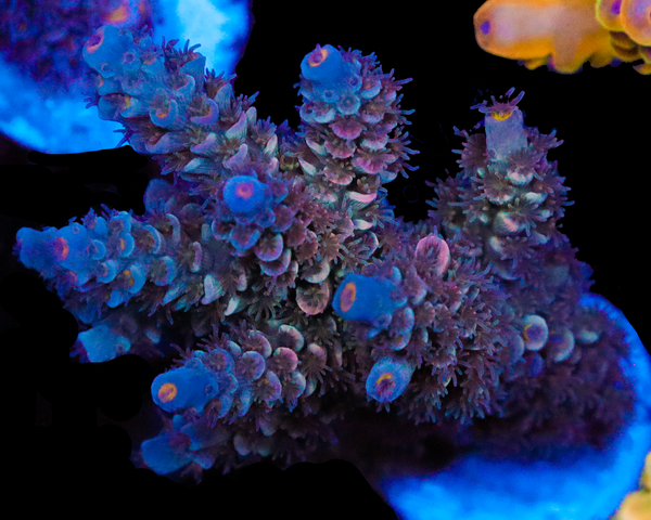 NEW RELEASE TENUIS CHUNK