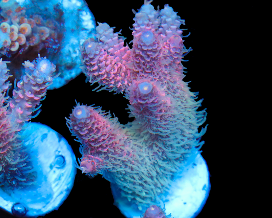 818'S COTTON CANDY MILLIE